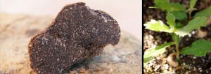 truffe noire en coupe et jeune plant de chêne
