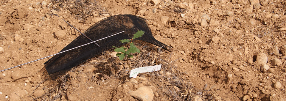 truffle oak plant