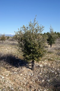Plant de chêne truffiers   