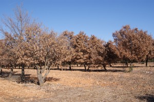 Plantation de chênes truffiers    