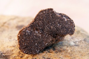 Truffe noire melanosporum    